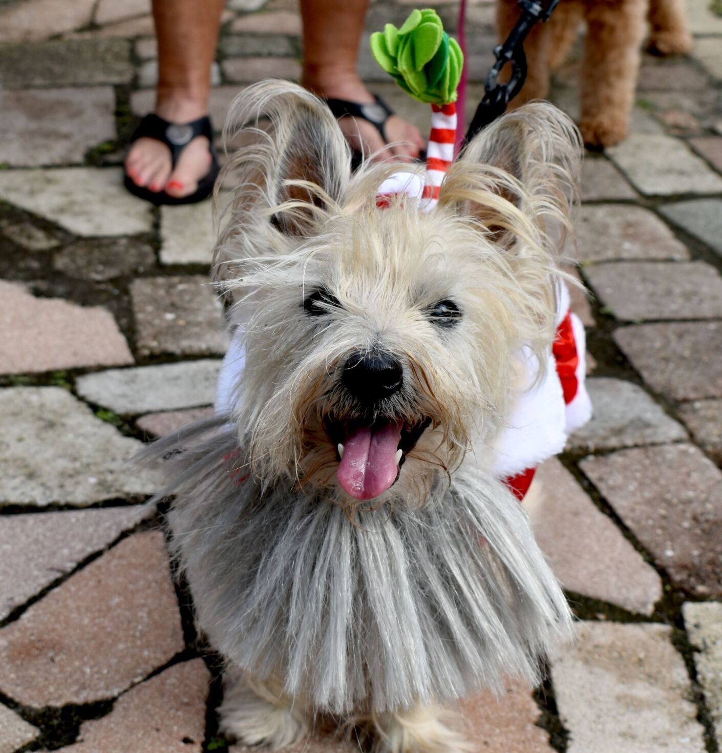 Punta Gorda History Park hosts Santa Paws in the Park